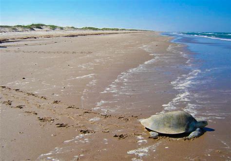 National seashore texas - At 182 km long, Padre Island is the longest barrier island in the United States, extending along the Texas gulf coast from Corpus Christi Bay in the north to the Rio Grande Delta in the South (Fig. 2).In 1962, Congress passed Public Law 87-712 making the northern 105 km of the island a national seashore to “save and preserve, for purposes of public …